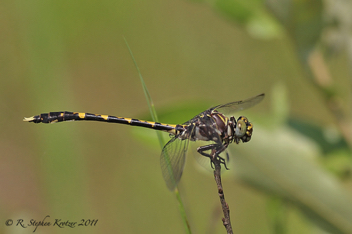 Progomphus bellei, male